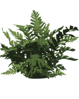 Alm. Engelsød, Polypodium vulgare – 15-25 cm