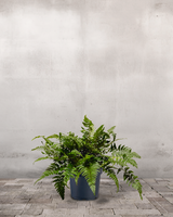 type=Ingen krukke/color=Ingen farve