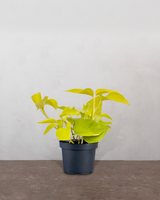 type=Ingen krukke/color=Ingen farve