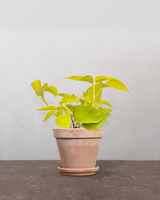 type=Terracotta krukke/color=Terracotta