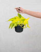 Pothos Neon - 25-35 cm