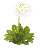 Kugleprimula 'Alba' - 15-30 cm