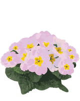 Pudeprimula, Primula vulgaris 'Garryarde Guinevere'