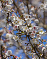 Prydkirsebær, Prunus incisa 'Kojou no mai' - 120-140 cm