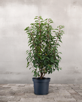 type=Ingen krukke/color=Ingen farve