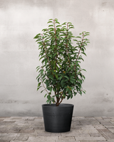 type=Greenify Udendørskrukke/color=Sort