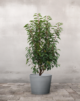 type=Greenify Udendørskrukke/color=Grå