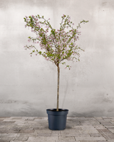 type=Ingen krukke/color=Ingen farve