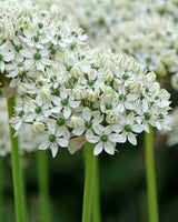 Prydløg, Allium 'Nigrum' - 3 stk blomsterløg