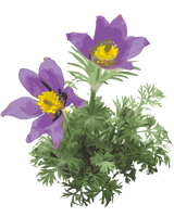 Kobjælde, Pulsatilla vulgaris – 15-30 cm