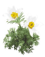 Kobjælde, Pulsatilla vulgaris 'Alba' – 15-30 cm