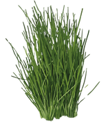 Purløg, Allium schoenoprasum - 30-50 cm