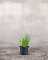 type=Ingen krukke/color=Ingen farve