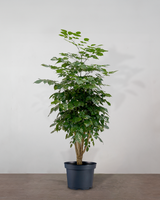 type=ingen krukke/color=ingen farve