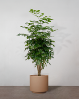 type=Simple krukke/color=Pale Terracotta