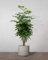 type=Simple krukke/color=Light Sand