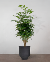 type=Vig krukke/color=Sort