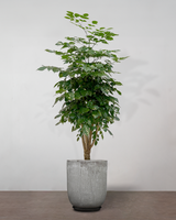 type=Glaseret krukke/color=Grå