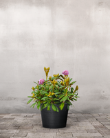 type=Greenify Udendørskrukke/color=Sort