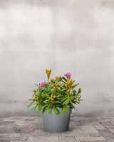 type=Greenify Udendørskrukke/color=Grå