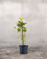 type=Ingen krukke/color=Ingen farve