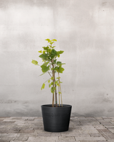 type=Greenify Udendørskrukke/color=Sort