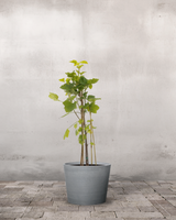 type=Greenify Udendørskrukke/color=Grå