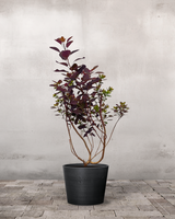 type=Greenify Udendørskrukke/color=Sort