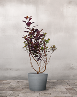 type=Greenify Udendørskrukke/color=Grå