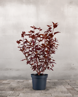 type=Ingen krukke/color=Ingen farve