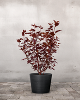 type=Greenify Udendørskrukke/color=Sort