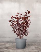 type=Greenify Udendørskrukke/color=Grå