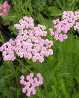 Røllike, Achillea millefolium 'Lilac Beauty' – 12 cm potte