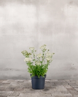 type=Ingen krukke/color=Ingen farve