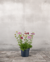 type=Ingen krukke/color=Ingen farve