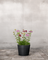 type=Greenify Udendørskrukke/color=Sort