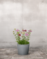 type=Greenify Udendørskrukke/color=Grå