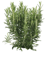 Ægte Rosmarin - 15-25 cm