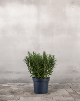 type=Ingen krukke/color=Ingen farve