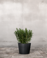 type=Greenify Udendørskrukke/color=Sort