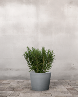 type=Greenify Udendørskrukke/color=Grå