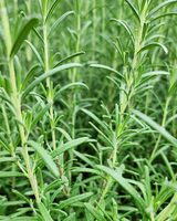 Cocktailkassen - Altankasse m. vandreservoir