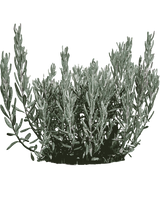 Rosmarinlyng, Andromeda polifolia 'Blue Lagoon' – 20-40 cm