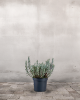 type=Ingen krukke/color=Ingen farve