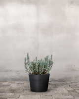 type=Greenify Udendørskrukke/color=Sort