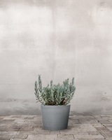 type=Greenify Udendørskrukke/color=Grå