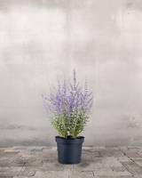 type=Ingen krukke/color=Ingen farve