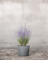 type=Greenify Udendørskrukke/color=Grå