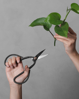 Grøn Julegavepakke: Gummitræ & Plejesæt