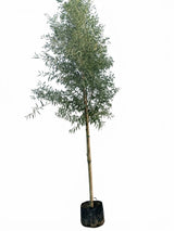 Sølvpil, Salix alba 'Sericea' - 400-450 cm